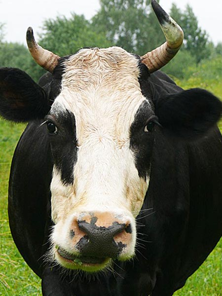 Русская корова с самой распространенной кличкой - Бурёнка